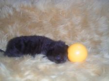 Curtis am 10.12.2006 Bild 5