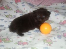 Curtis am 17.12.2006 Bild 13