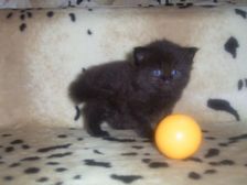 Curtis am 24.12.2006 Bild 18