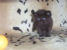 Curtis am 24.12.2006 Bild 22