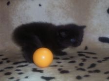 Curtis am 24.12.2006 Bild 23