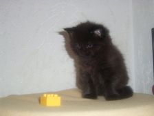 Curtis am 14.01.2007 Bild 48