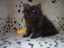 Curtis am 28.01.2007 Bild 73