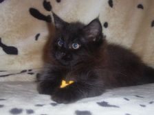 Curtis am 11.02.2007 Bild 98