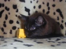 Curtis am 19.02.2007 Bild 101