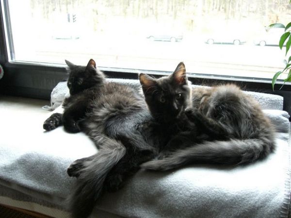 Undercover-Coon´s Zito (Carlo) Bild 1