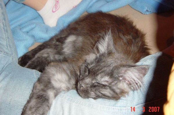 Undercover-Coon´s Curly-Sue Bild 3