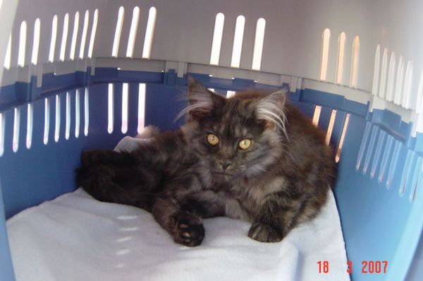 Undercover-Coon´s Curly-Sue Bild 4