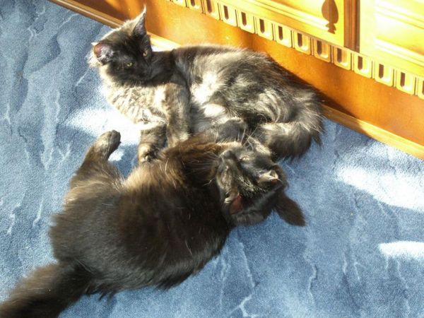 Undercover-Coon´s Zito (Carlo) Bild 5