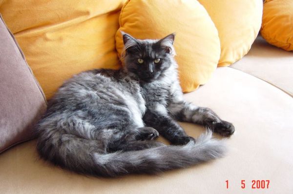 Undercover-Coon´s Curly-Sue Bild 7