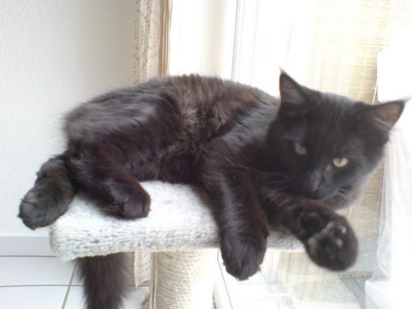 Undercover-Coon´s Curtis Bild 8