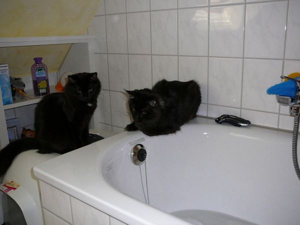 Undercover-Coon´s Zito (Carlo) Bild 9