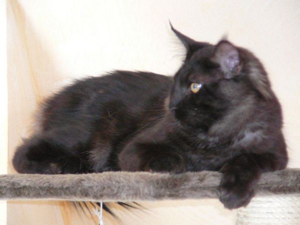 Undercover-Coon´s Zito (Carlo) Bild 10