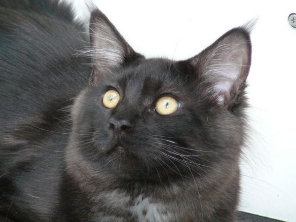 Undercover-Coon´s Zito (Carlo) Bild 11