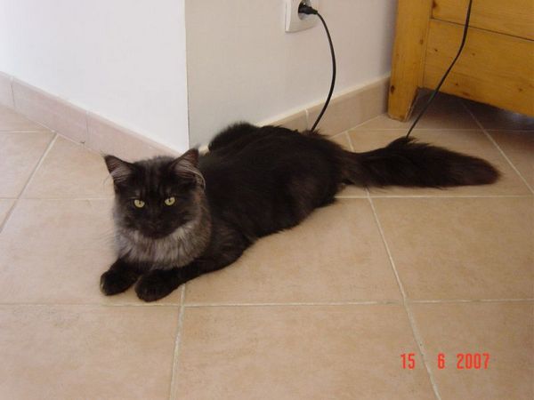 Undercover-Coon´s Curly-Sue Bild 13