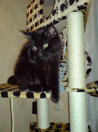 Undercover-Coon´s Curtis Bild 14