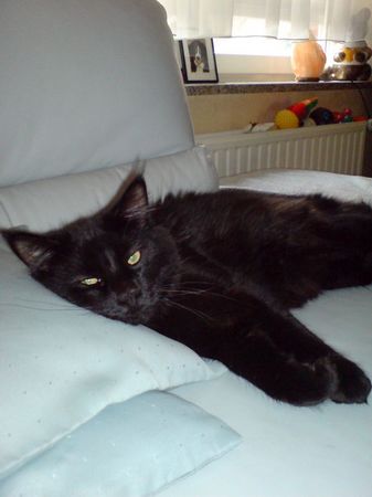 Undercover-Coon´s Curtis Bild 18
