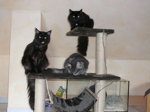 Undercover-Coon´s Zito (Carlo) Bild 21