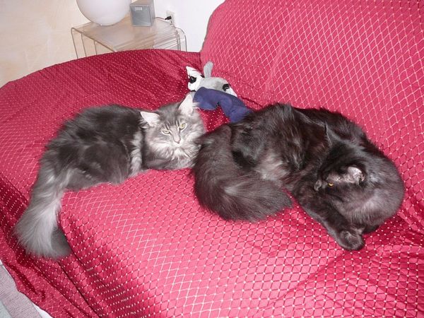 Undercover-Coon´s Zito (Carlo) Bild 24