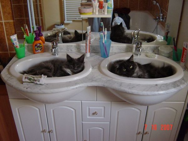 Undercover-Coon´s Curly-Sue Bild 26