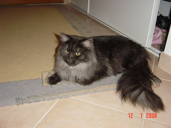 Undercover-Coon´s Curly-Sue Bild 28