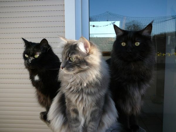 Undercover-Coon´s Zito (Carlo) Bild 29