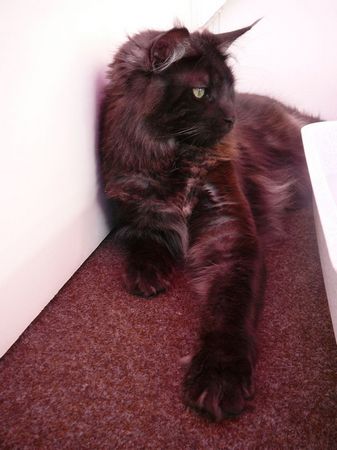 Undercover-Coon´s Zito (Carlo) Bild 32