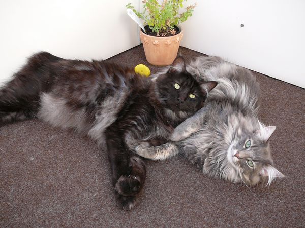 Undercover-Coon´s Zito (Carlo) Bild 35