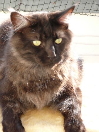 Undercover-Coon´s Zito (Carlo) Bild 36