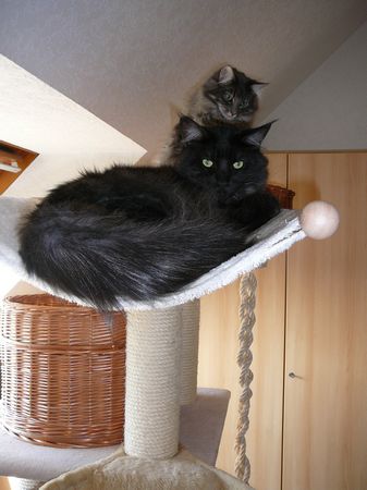 Undercover-Coon´s Zito (Carlo) Bild 38