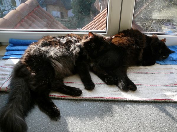 Undercover-Coon´s Zito (Carlo) Bild 41