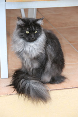 Undercover-Coon´s Curly-Sue Bild 42