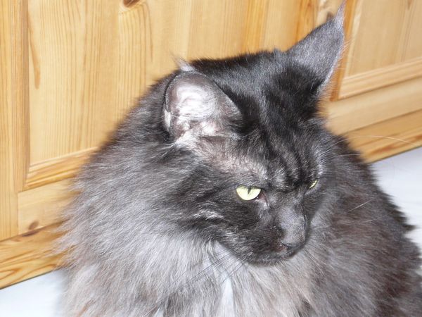 Undercover-Coon´s Zito (Carlo) Bild 44
