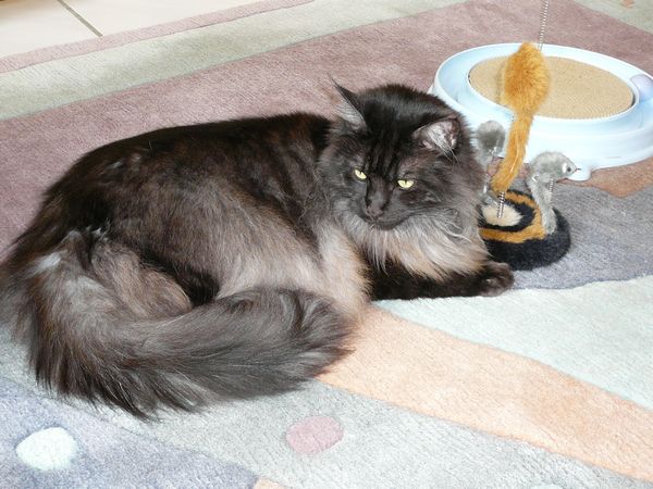 Undercover-Coon´s Zito (Carlo) Bild 45