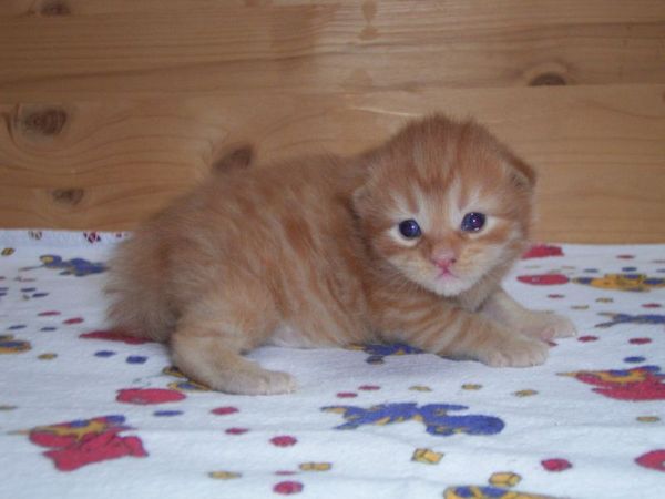 Undercover-Coon´s Dakota Bild 17