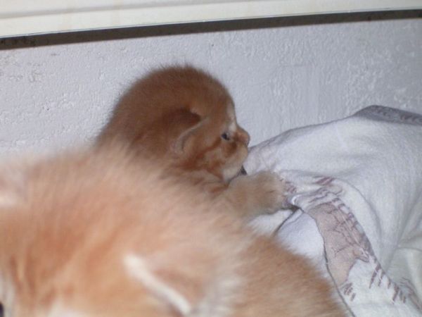 Undercover-Coon´s Dakota Bild 33