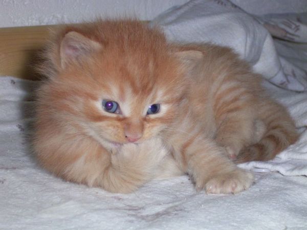 Undercover-Coon´s Dakota Bild 35