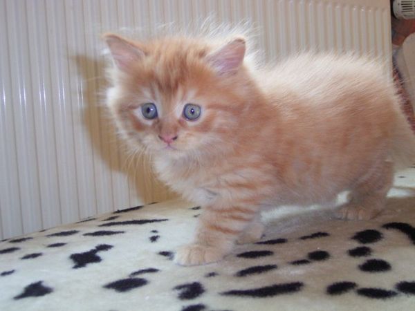 Undercover-Coon´s Dakota Bild 60