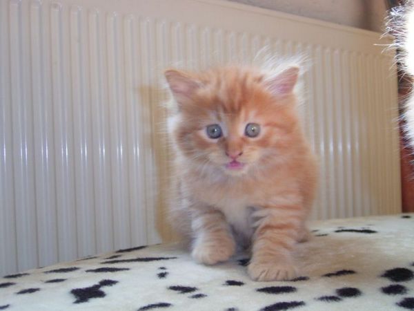 Undercover-Coon´s Dakota Bild 61