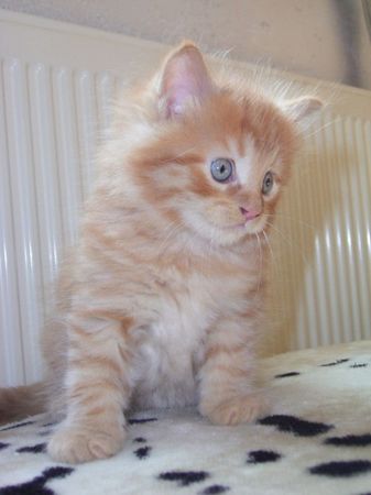 Undercover-Coon´s Dakota Bild 62