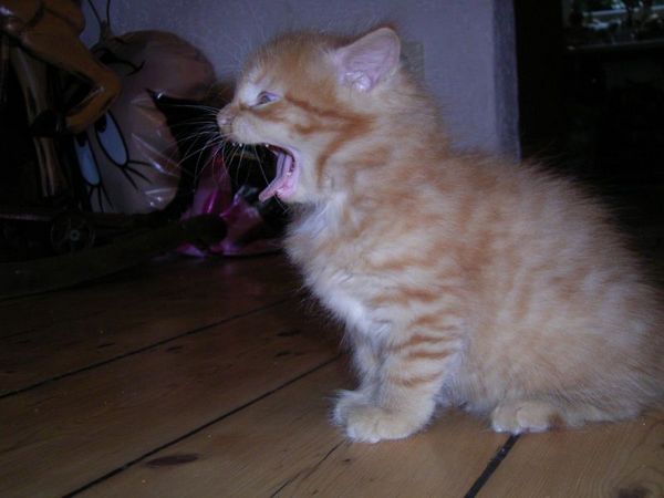 Undercover-Coon´s Dakota Bild 65