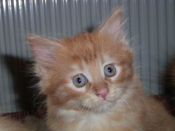 Undercover-Coon´s Dakota Bild 76