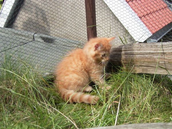 Undercover-Coon´s Dakota Bild 84