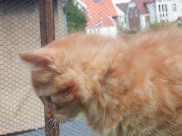 Undercover-Coon´s Dakota Bild 85