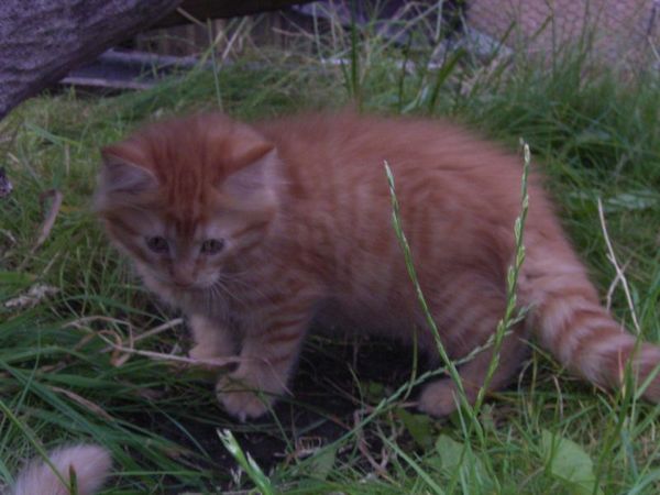 Undercover-Coon´s Dakota Bild 89