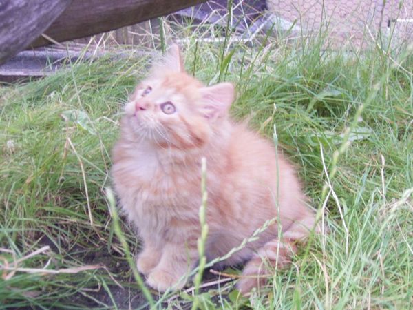 Undercover-Coon´s Dakota Bild 90