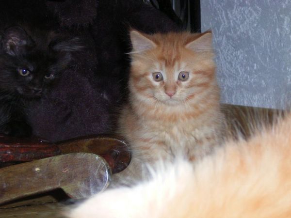 Undercover-Coon´s Dakota Bild 91