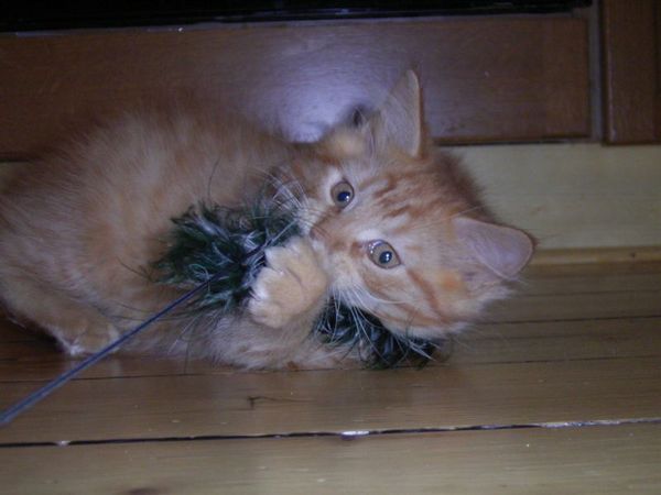 Undercover-Coon´s Dakota Bild 96