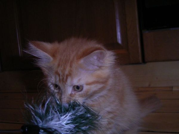 Undercover-Coon´s Dakota Bild 97