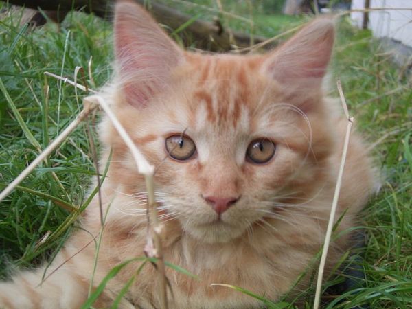 Undercover-Coon´s Dakota Bild 124